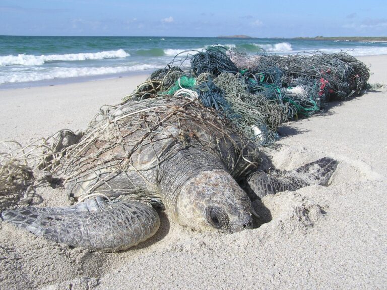 Ghost nets: The silent threat haunting our oceans