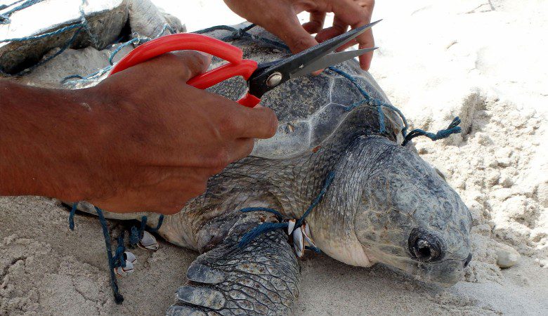 Cutting free an Olive Ridley turtle. Photo by Vanessa Drysdale.
