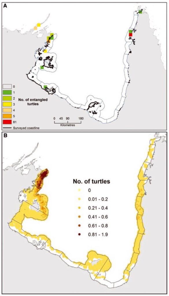 Figure 2 Validation of the risk model. Predictions were aggregated into 100-km sections along the coastline for analysis, shown by polygons. (A) Distribution of turtles entangled in ghostnets removed from beaches by ranger teams. Black outlines along the coast show areas searched, blue delineates areas that were not searched. (B) Distribution of the predicted number of turtles stranding on beaches based on the risk model. 