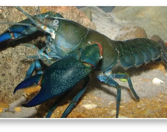 Yabby Trap Round Up South Australia