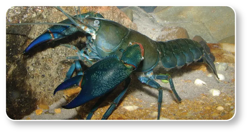 Yabby@2x