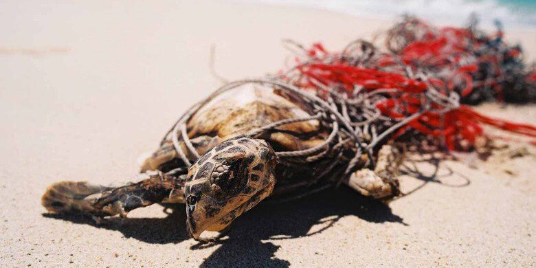 Turtle caught in Ghost Net. Credit: Jane Dermer
