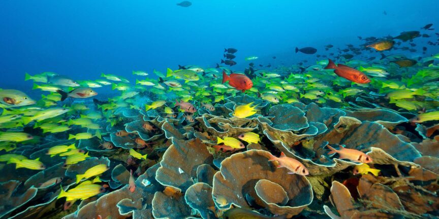 Reef scenic with snappers over staghorn corals Raja Ampat Indonesia